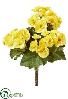 Begonia Bush - Yellow - Pack of 12