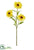 Shasta Daisy Spray Pink - Yellow - Pack of 12