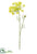 Dill Spray - Yellow - Pack of 6