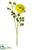 Ranunculus Spray - Yellow - Pack of 12