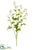Matricaria Chamomilla Spray - White Yellow - Pack of 12