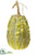 Gourd - Green Yellow - Pack of 12
