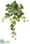 One-Piece Ivy Bush - Variegated - Pack of 6