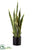 Sansevieria - Variegated - Pack of 4