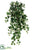 Medium Variegated Holland Ivy Hanging Bush - Variegated - Pack of 6