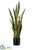 Sansevieria - Variegated - Pack of 2