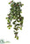 Holly Hanging Bush - Green Variegated - Pack of 6