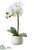 Silk Plants Direct Phalaenopsis Orchid Plant - White - Pack of 2