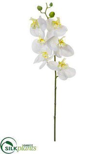 Phalaenopsis Orchid Spray - White - Pack of 12