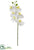 Phalaenopsis Orchid Spray - White - Pack of 12