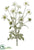 Scabiosa Bush - White - Pack of 6