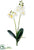 Phalaenopsis Orchid Plant - White - Pack of 12