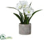 Silk Plants Direct Amarillis - White - Pack of 4