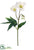 Helleborus Spray - White - Pack of 24