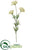 Queen Ann Lace Spray - White - Pack of 6
