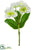 Helleborus Spray - White - Pack of 12