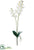 Phalaenopsis Orchid Plant - White - Pack of 4