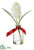 Hyacinth - White - Pack of 6