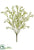 Waxflower Bush - White - Pack of 12