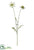 Scabiosa Spray - White - Pack of 12