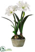 Silk Plants Direct Amaryllis - White - Pack of 2