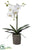 Silk Plants Direct Phalaenopsis Orchid Plant - White - Pack of 1