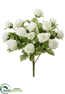 Rose Bush - Cream White - Pack of 12