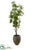 Bauhina Tree - Green White - Pack of 1