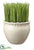 Grass - Green White - Pack of 6