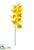 Cymbidium Orchid Spray - Yellow Cinnamon - Pack of 12