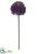 Allium Spray - Violet - Pack of 24