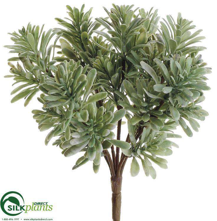 Jade Plant - Green Light - Pack of 24 - (CTL/RG-2911JCS)