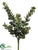 Jade Plant - Green - Pack of 12