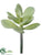Jade Plant - Green Gray - Pack of 12