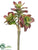 Kalanchoe Pick - Burgundy - Pack of 24