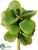 Kalanchoe Pick - Green - Pack of 36