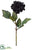 Dahlia Spray Vanilla - Black - Pack of 6