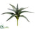 Aloe Plant - Green Dark - Pack of 6