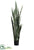 Sansevieria Plant - Green Dark - Pack of 2