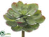 Silk Plants Direct Echeveria Pick - Green Gray - Pack of 12