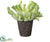 Aeonium - Green Flocked - Pack of 3