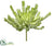 Aeonium Pick - Green Flocked - Pack of 6