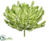 Silk Plants Direct Aeonium Pick - Green Flocked - Pack of 2