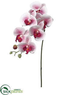 Phalaenopsis Orchid Spray - Pink - Pack of 12
