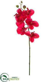 Phalaenopsis Orchid Spray - Flame - Pack of 12
