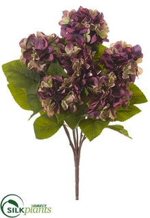 Hydrangea Bush - Purple Plum - Pack of 12