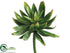 Silk Plants Direct Dudleya Pick - Green - Pack of 12
