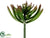 Spike Aeonium Plant - Burgundy Green - Pack of 12