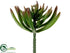 Silk Plants Direct Spike Aeonium Plant - Burgundy Green - Pack of 12