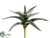 Aloe Plant - Green Dark - Pack of 12